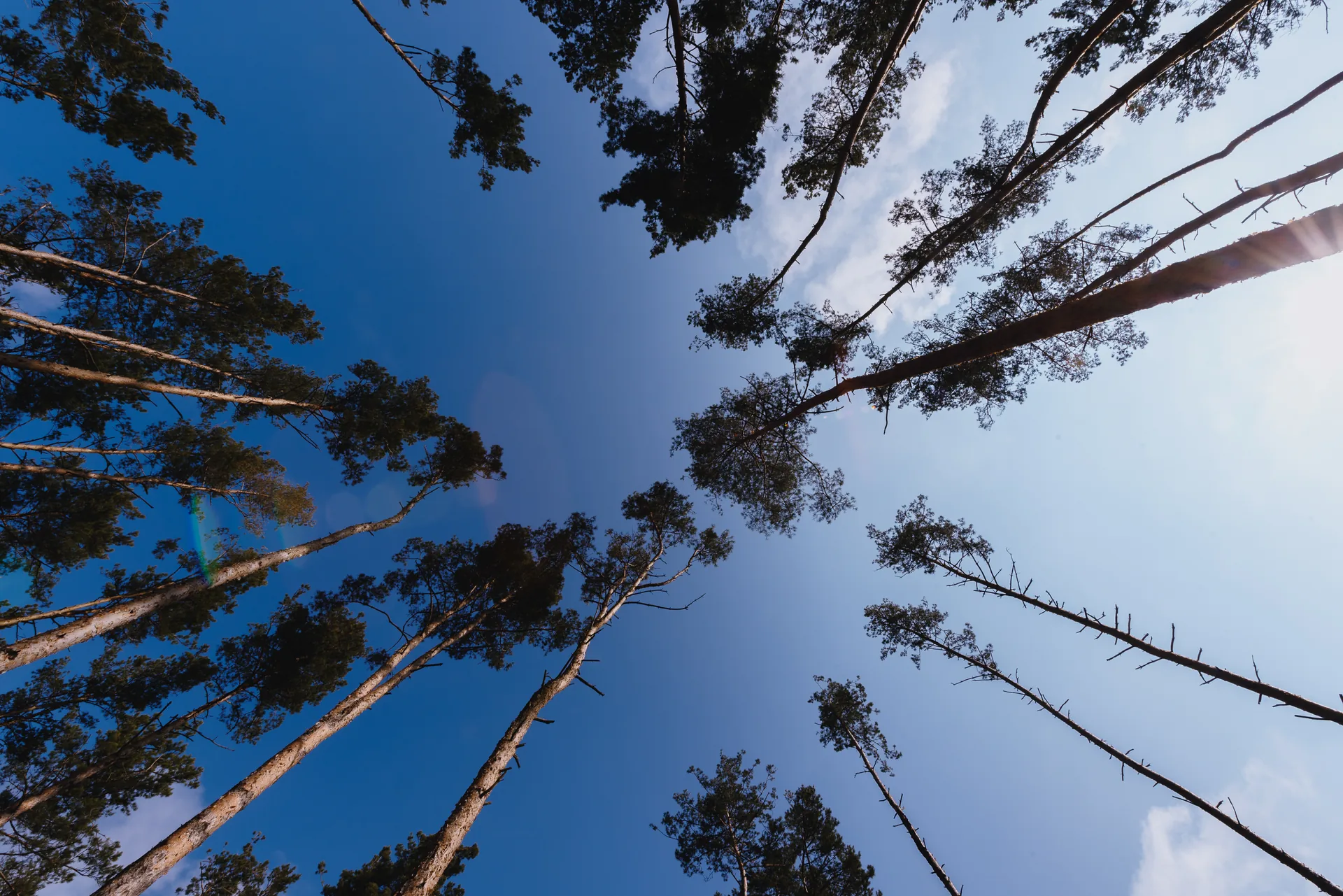 Pine canopies against the blue sky at Scandi Club